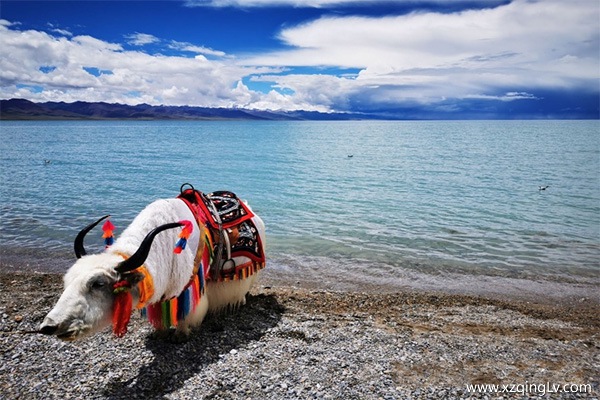 西藏旅游多少錢