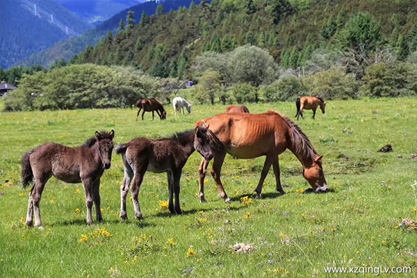 西藏值得參觀的景點(diǎn)
