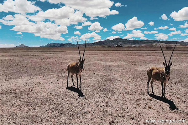 去西藏要帶什么