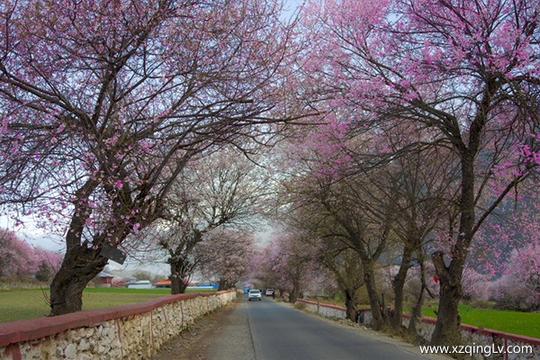 西藏波密的景點
