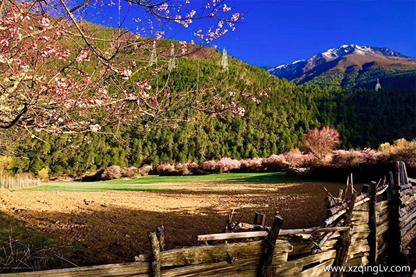 林芝桃花村在哪