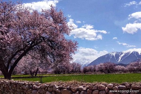 林芝的桃花幾月開