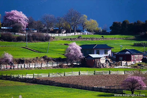 林芝最佳賞花時間