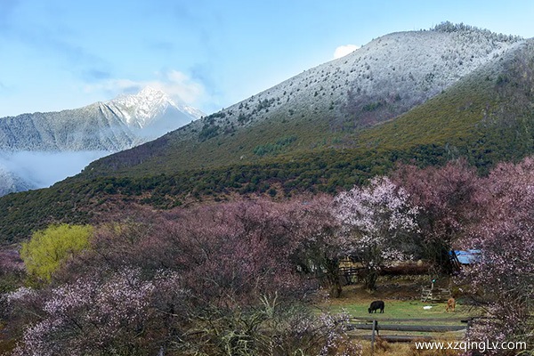 去西藏旅游的最佳時間