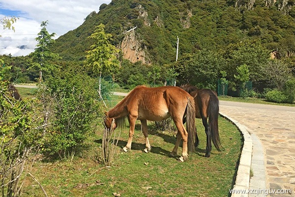 西藏幾月份旅游最好