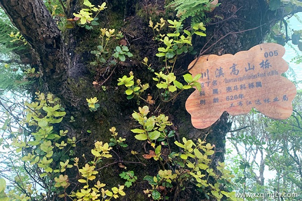 林芝十大旅游景點