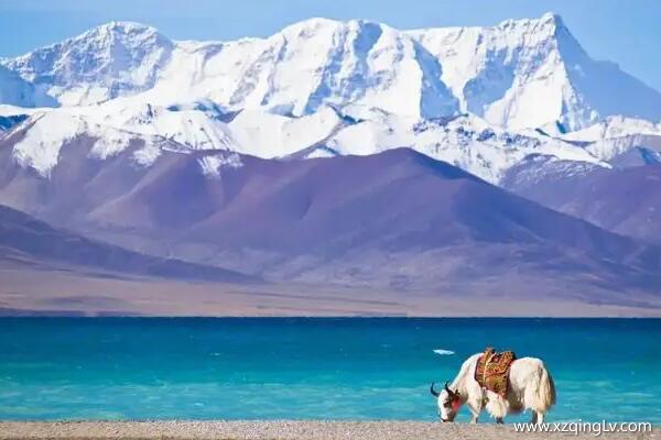 長春到西藏多少錢