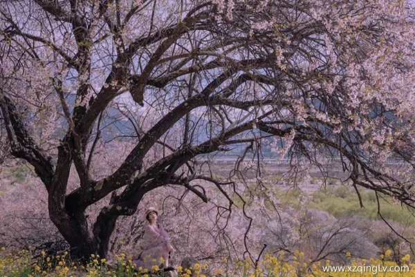 三月跟團去西藏看桃花需要多少錢