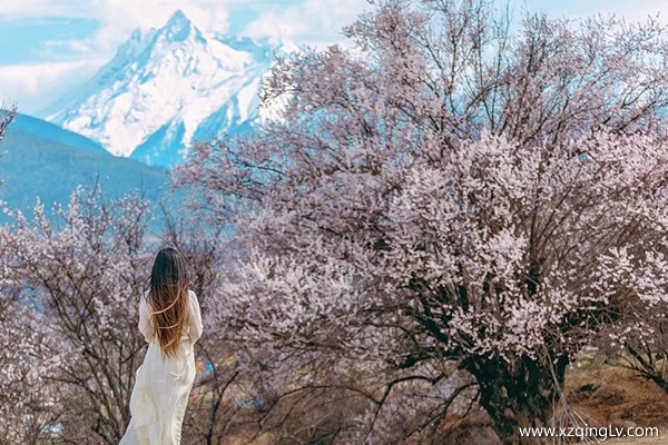 林芝什么時候看桃花比較好